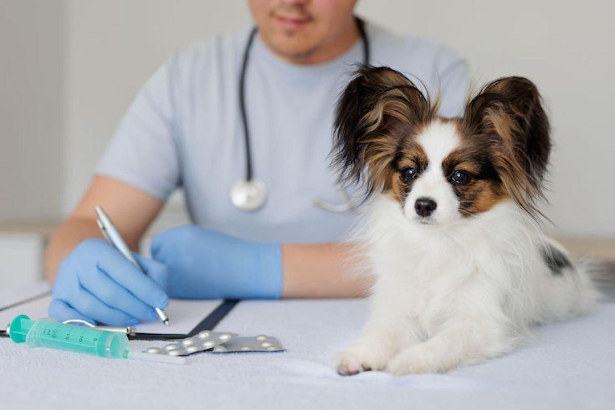 Chien chez le vétérinaire, illustration éditoriale
